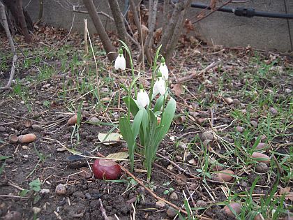 Schneegloeckchen