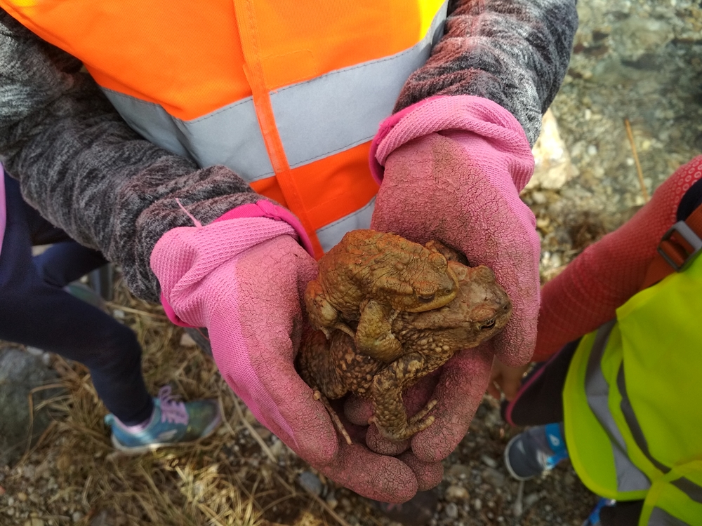 Foto Krötenpärchen