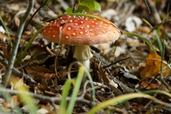 DSC05818